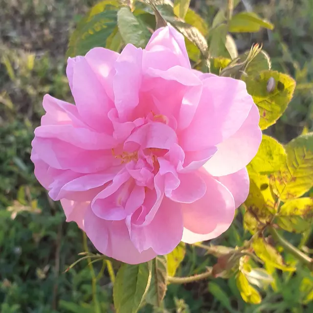 Le Jardin de Nathalie_Saumane-de-Vaucluse