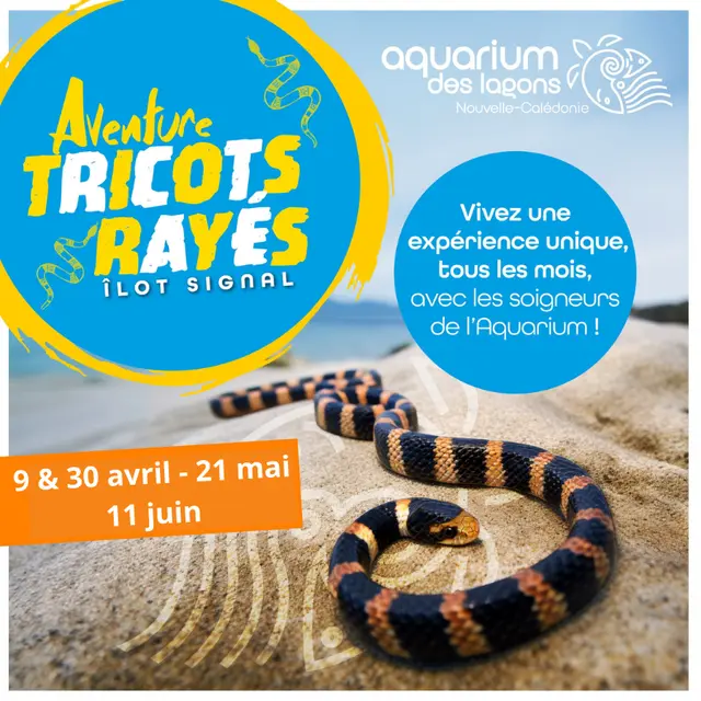 Aventure tricots rayés_Nouméa