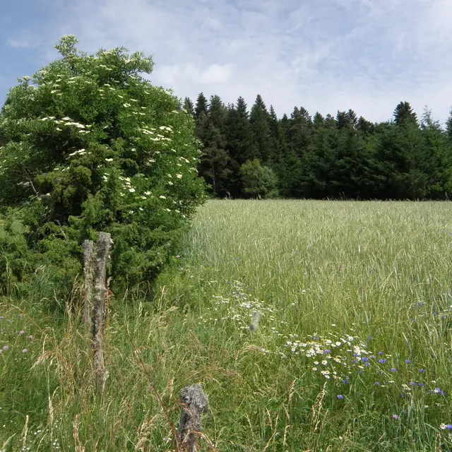 Entre Dore et Dolore_Arlanc