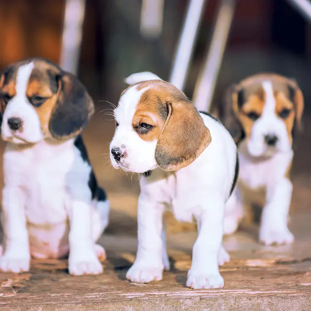 L'univers du chiot