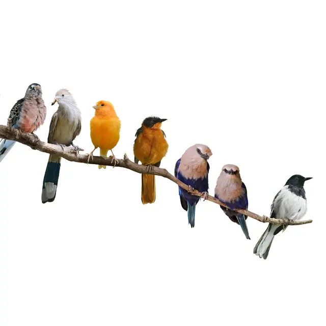 Jeu de piste A la recherche des oiseaux !_Pierrefort