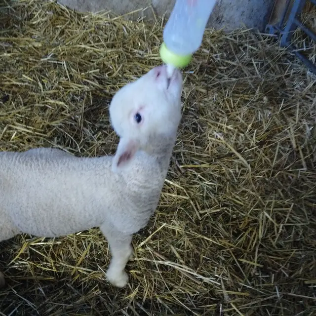 Ferme Flouka