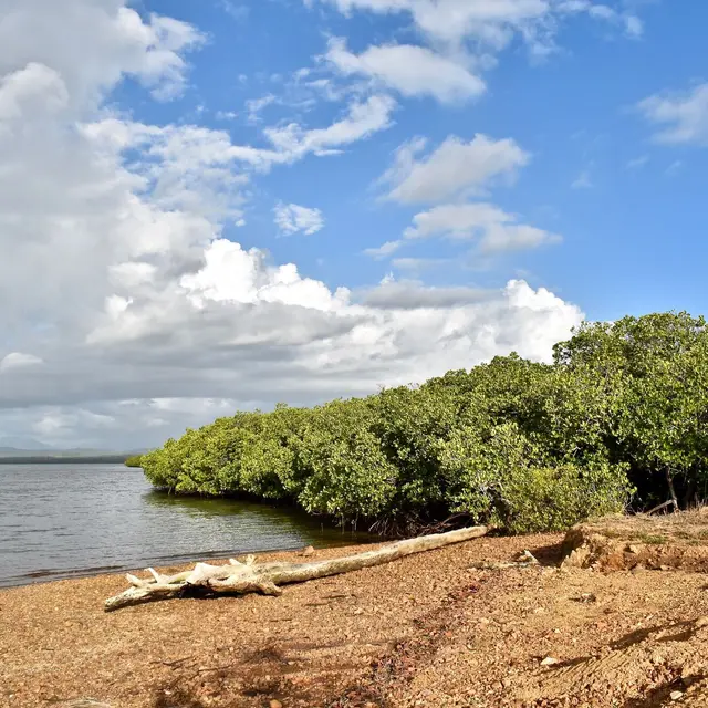 Mangrove de Ouano