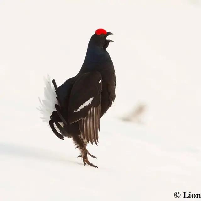 Cinéma de montagne - Conférence Le Grand Marais_Notre-Dame-de-Bellecombe