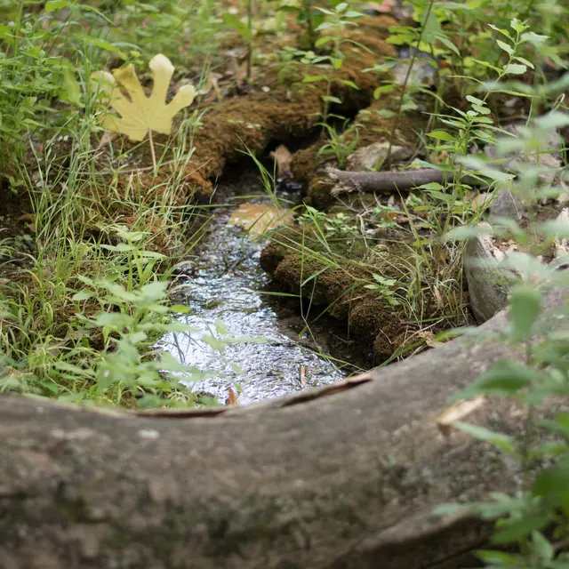 Source des Orris - La Roquebrussanne