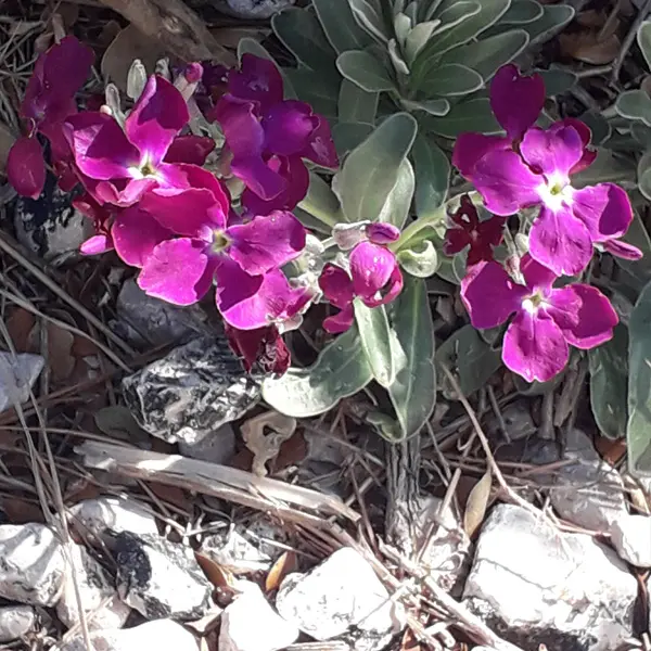 Sortie nature du Muséum : découverte botanique sur les îles du Frioul (Marseille)