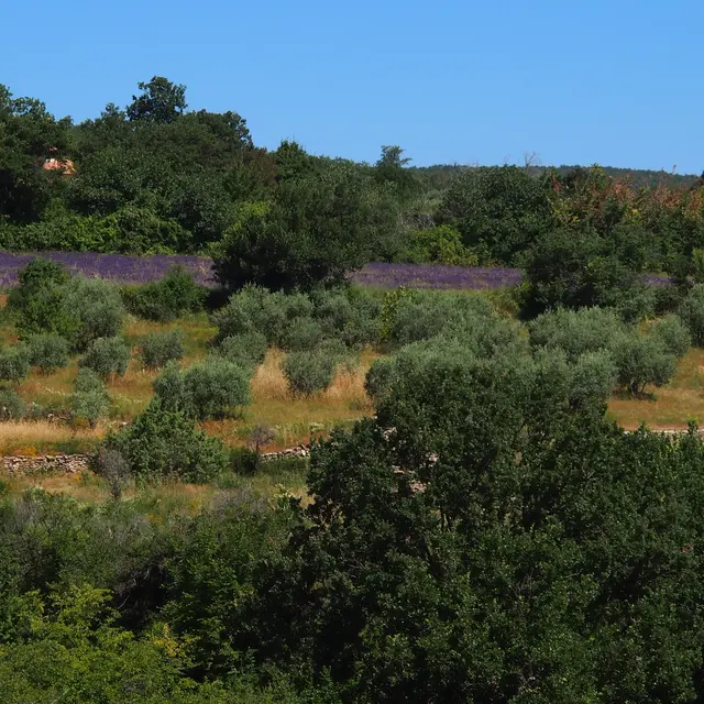 Pays de Forcalquier-Montagne de Lure