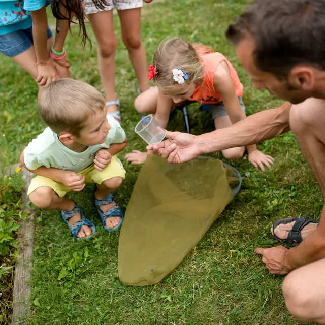 chasse aux insectes
