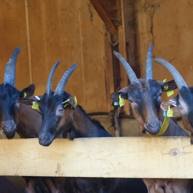 Ferme de la Gourette