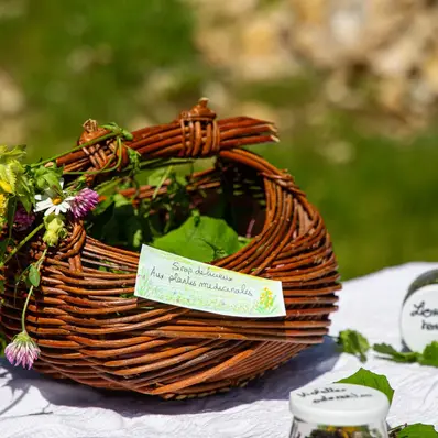 Mon sirop contre la toux : cueillette et transformation de plantes médicinales_Entremont-le-Vieux