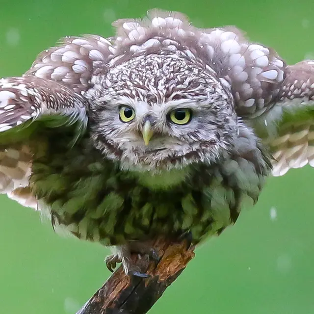 Festival Picture for Nature_Cusset