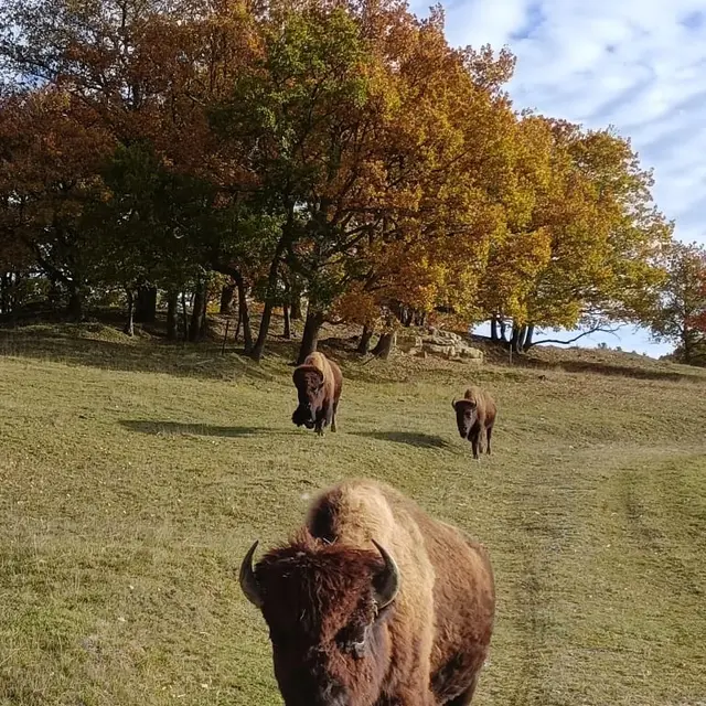 Parc animalier