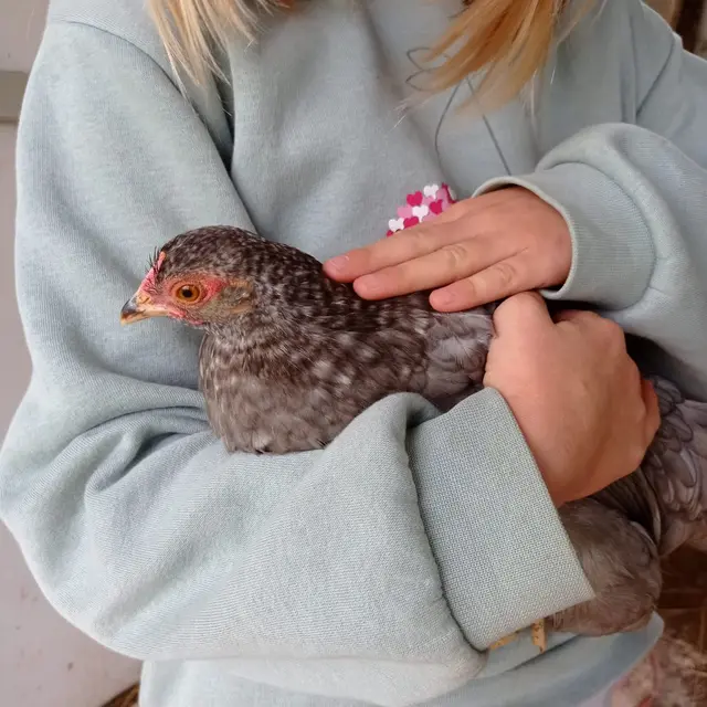 La ferme animalière des Pibouls_Montauban