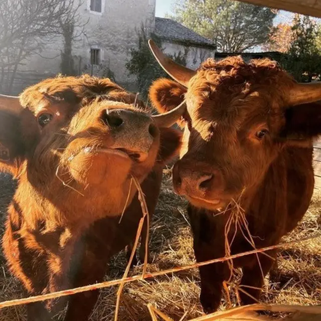 La_petite_ferme-st_remy