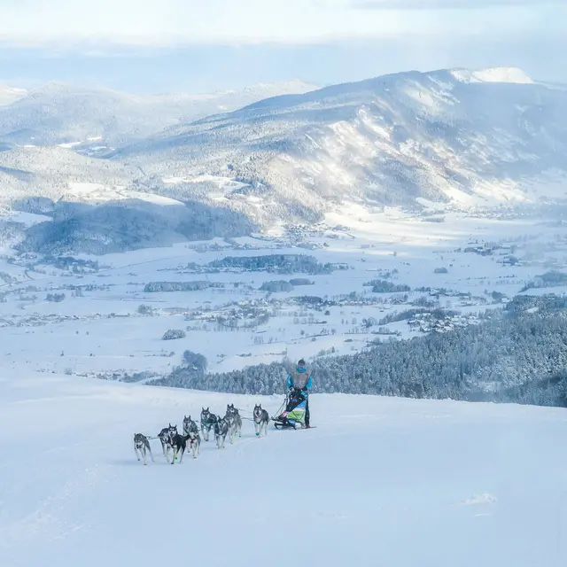 Musher et chiens de traineaux