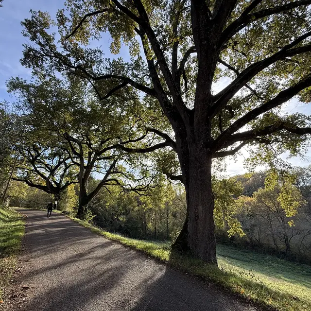 Conférence Les arbres, intérêts, plantation et entretien_Beaumont-de-Lomagne