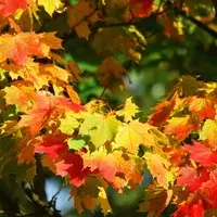Foire d'automne et vide Greniers_Herbeys