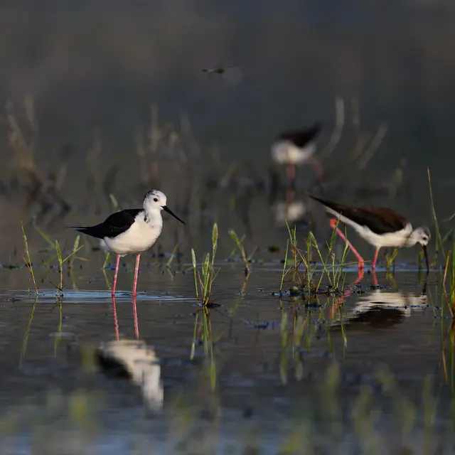 Oiseaux et orchidées des anciens salins de Fos_Fos-sur-Mer