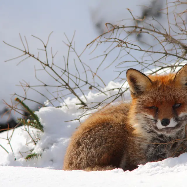 Pistage des animaux_Sallanches