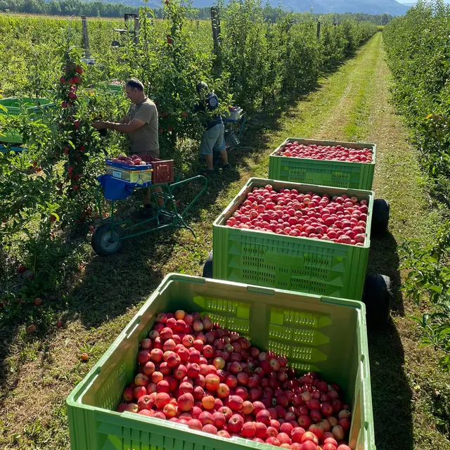 Les Pieds dans le Local®, spécial producteurs ! Visite d'exploitation : Les Pommes du Sauget_Groslée-Saint-Benoit