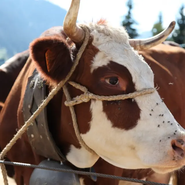 Concours agricole de la race Abondance_Megève