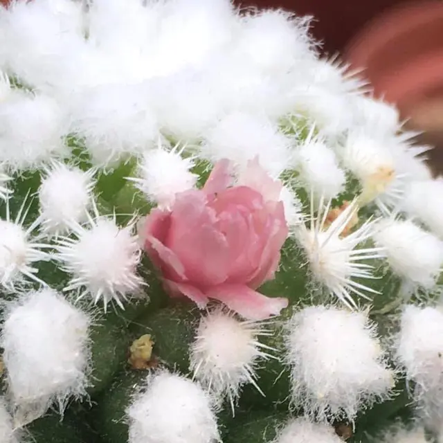 Oruga blanca