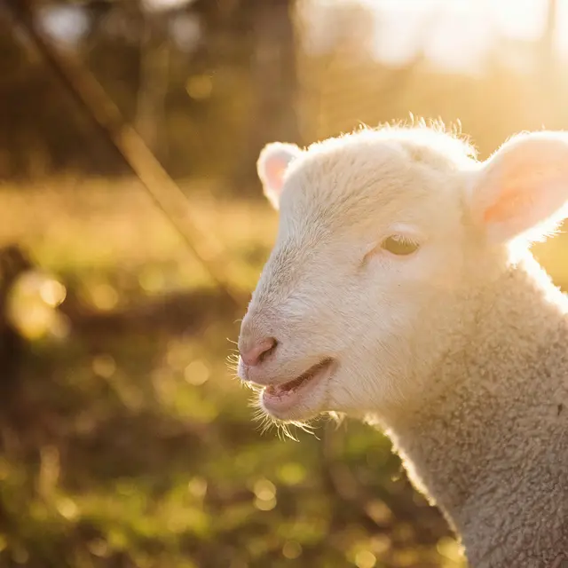 Découverte des animaux de la ferme Gaec Doche_Velleron