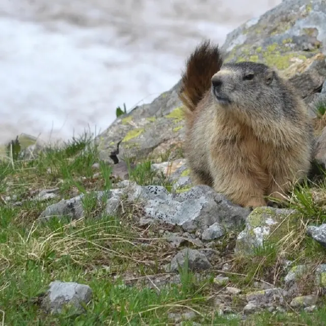 Randonnées découverte des Marmottes