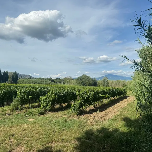 Balade pédestre au Domaine du Vas Aubignan