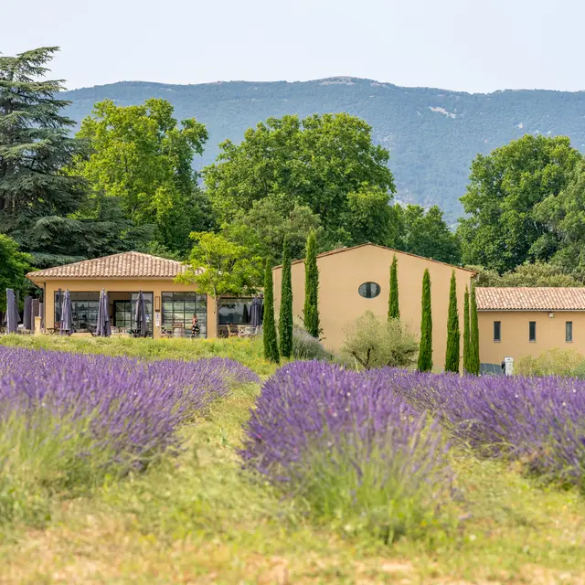 De la vigne au verre au Château de Sannes_Sannes