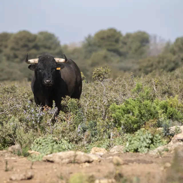 Magnanerie Fano, taureaux de Sulauze