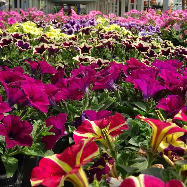 Horticulture Signoret