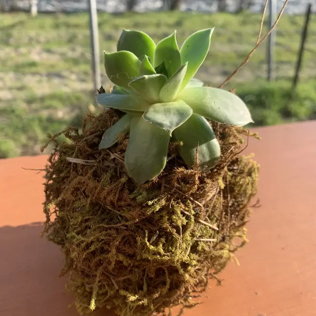 Créations végétales – Créer son kokedama_Avignon