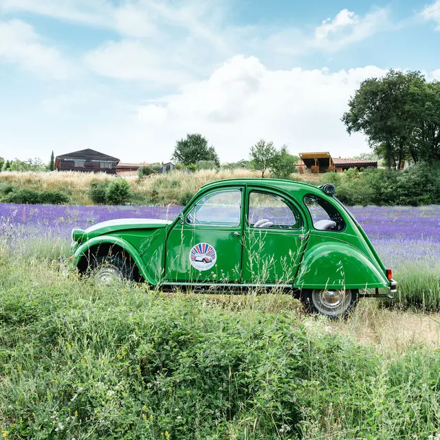 Suzie dans un champ de lavande
