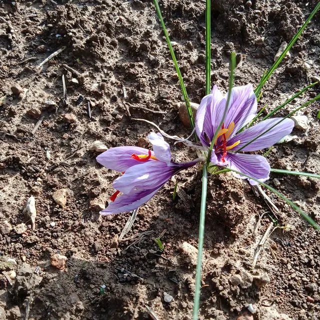 Safran des Pierres Blanches_Correns