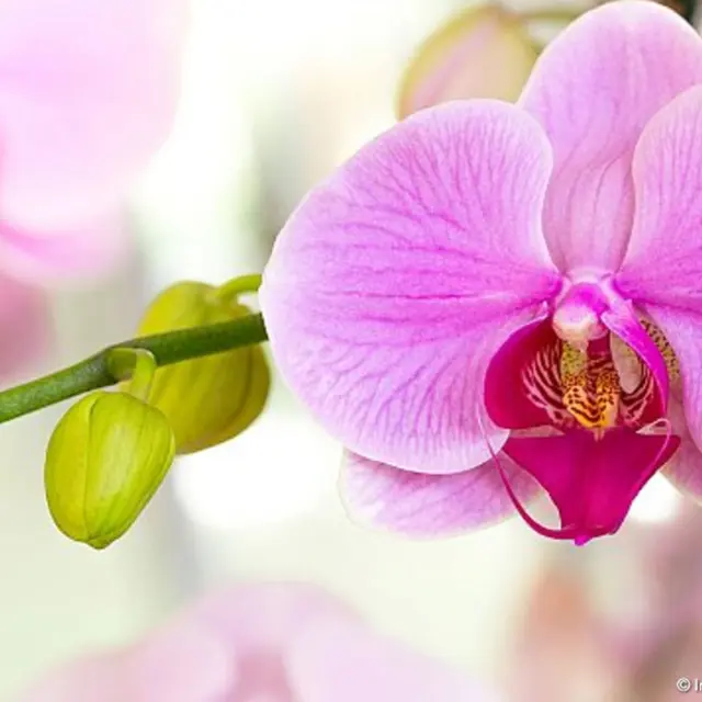 Salon des Orchidées et du Jardin d'Hiver