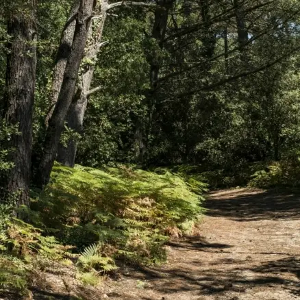 Randonnée en forêt_Ars-en-Ré