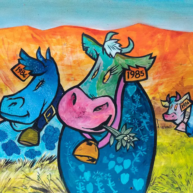 Vache en alpage