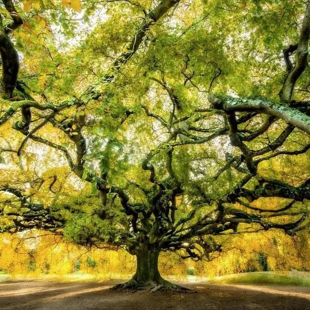 Exposition Les arbres remarquables de France - La Condamine-Châtelard
