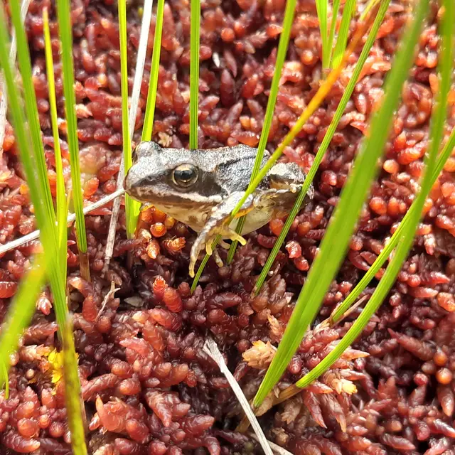 A la découverte des amphibiens et de l'écosystème de la mare_Sauvain