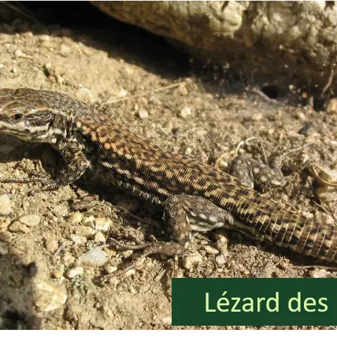 Opération Sang-Froid : mission reptiles à Combloux !_Combloux