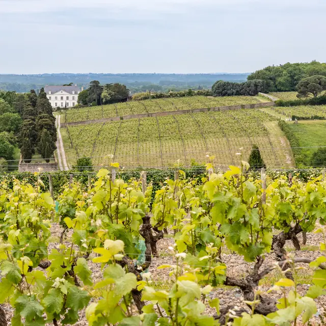Balade dans les vignes