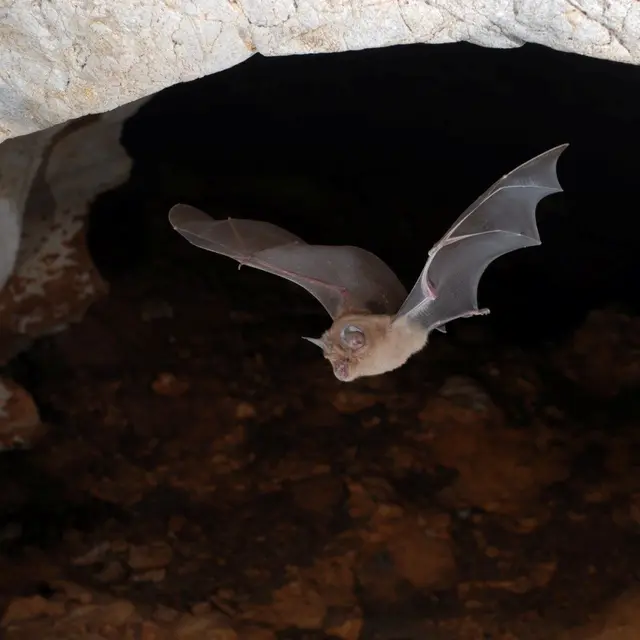 Nuit de la chauve-souris dans la Réserve naturelle régionale des gorges de Daluis
