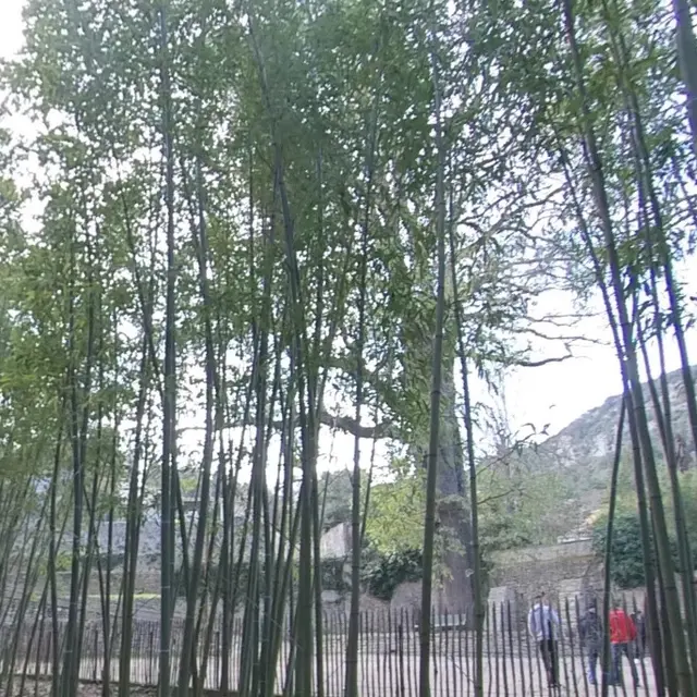 Le Chêne des Canaries_Anduze