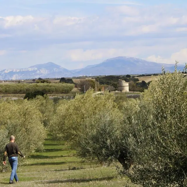 Balade nature : l'olivier