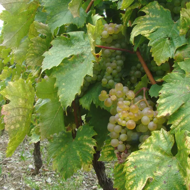 Boucle des vignes
