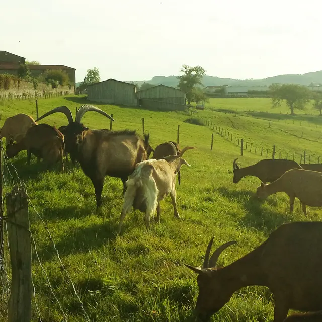 Les Chèvres de la Forest