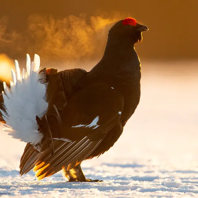 Animation L'hiver du Téras lyre_Passy