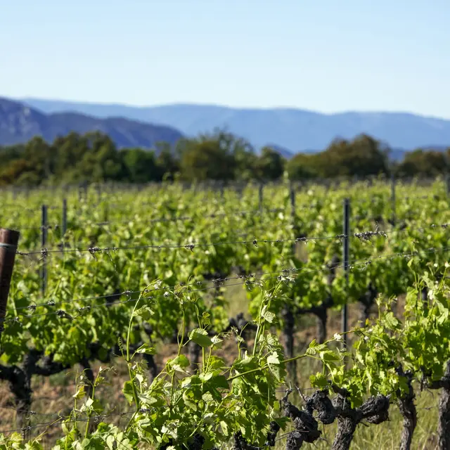 Les vignes - Domaine de Château Rousset