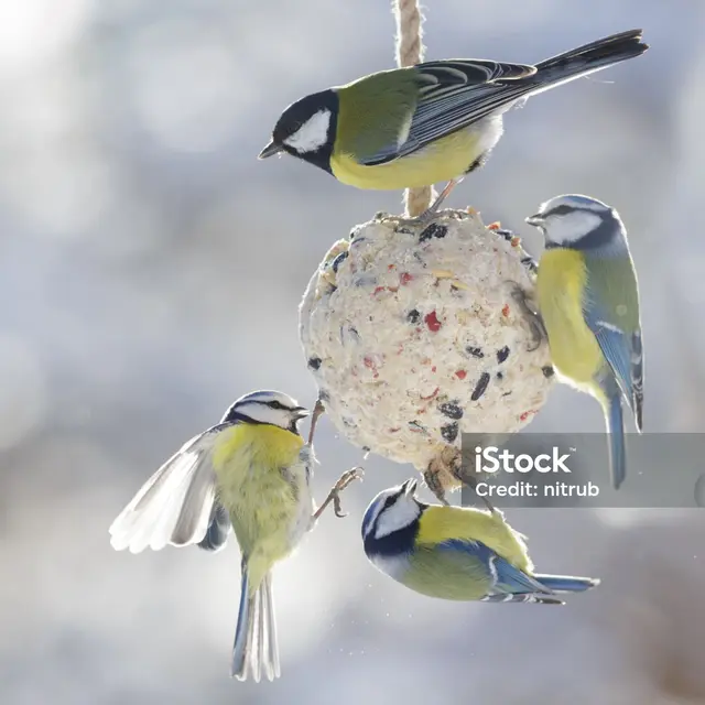 Atelier boule de graine à oiseaux pour l'arbre de Noël_Molines-en-Queyras